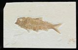 Knightia Fossil Fish - Wyoming #32842-1